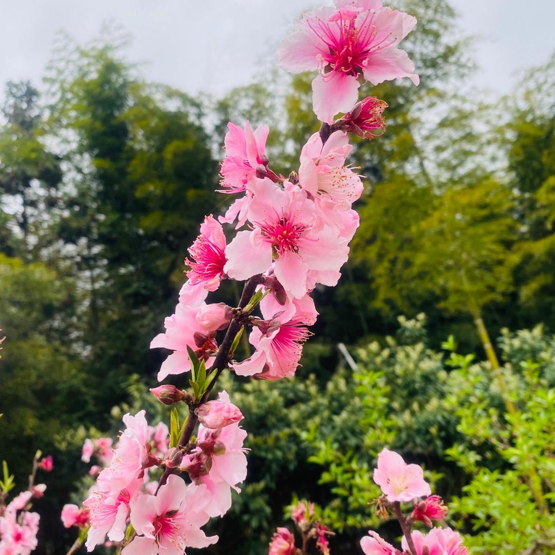🌺思念🌺