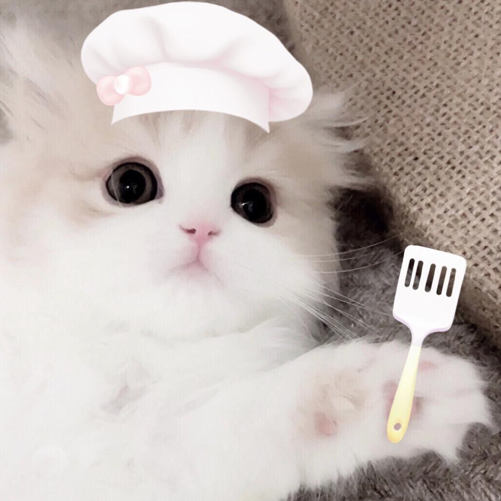 小猫厨师