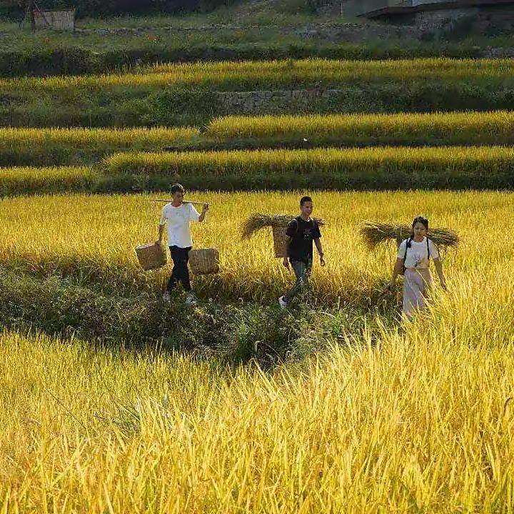 凯锅下乡