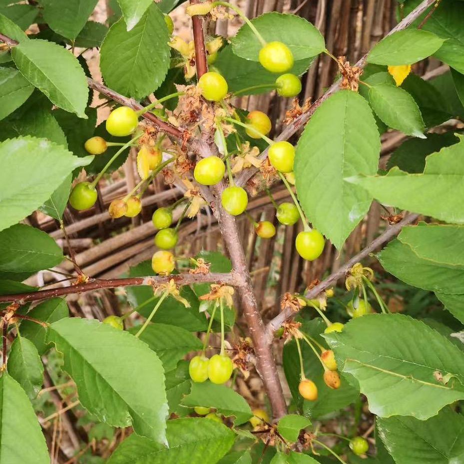 固安成川种植专业合作社