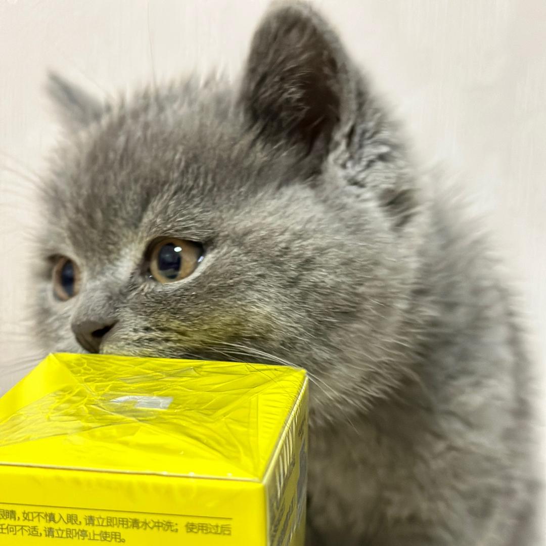 歖湫灬