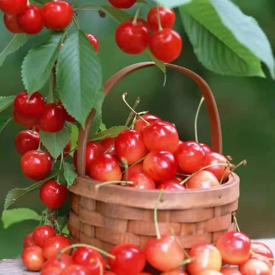 紫晨羊绒皮草413334