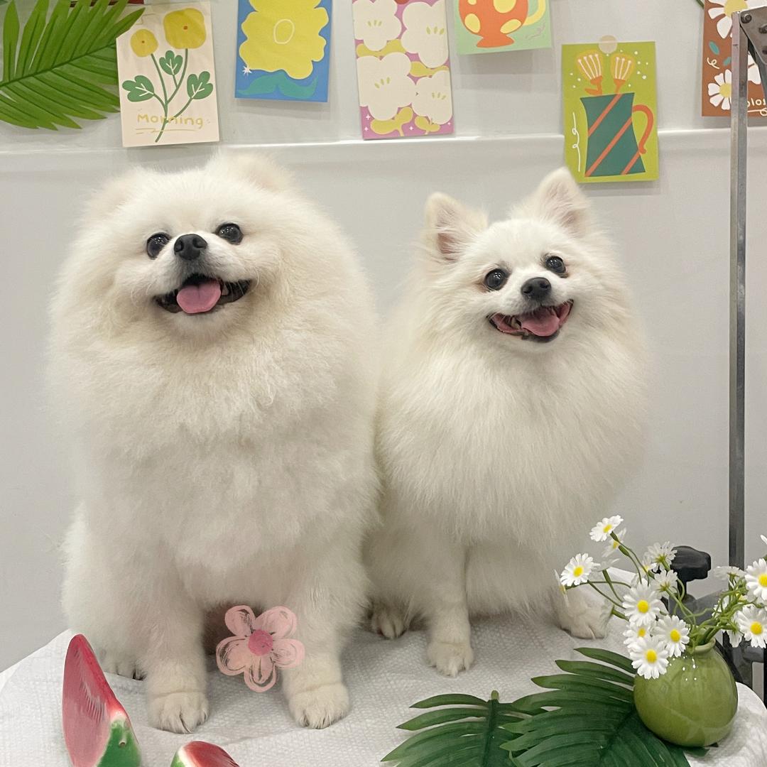 小酒是只贪吃狗