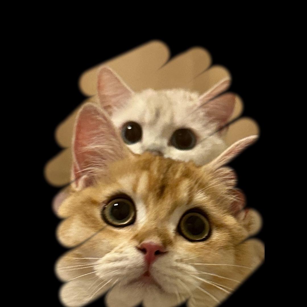 赫本的喵~