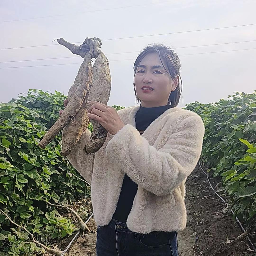 颍上葛根种植基地