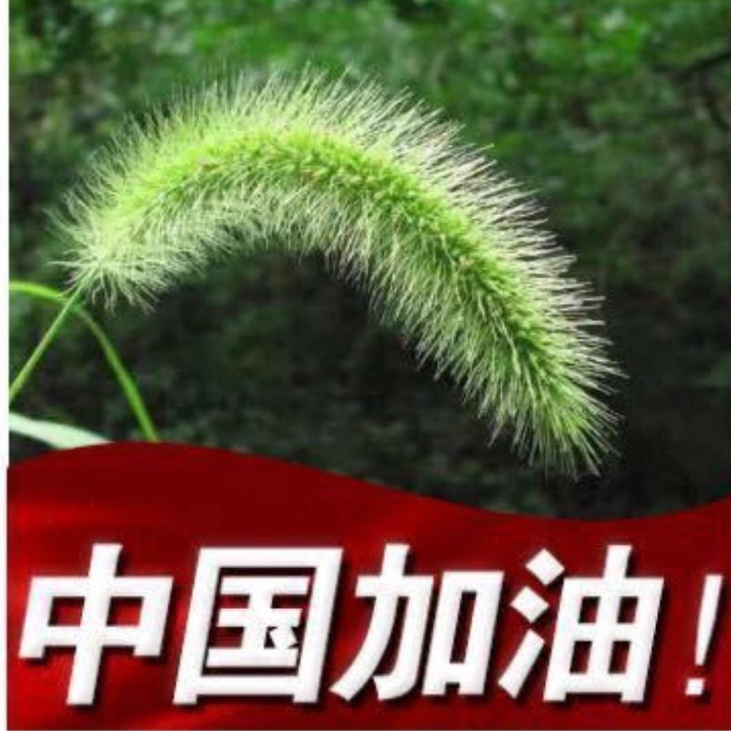 一棵小草（向阳而生）
