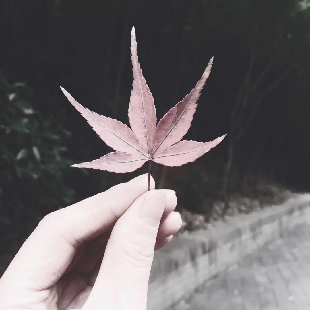 车厘子的车车