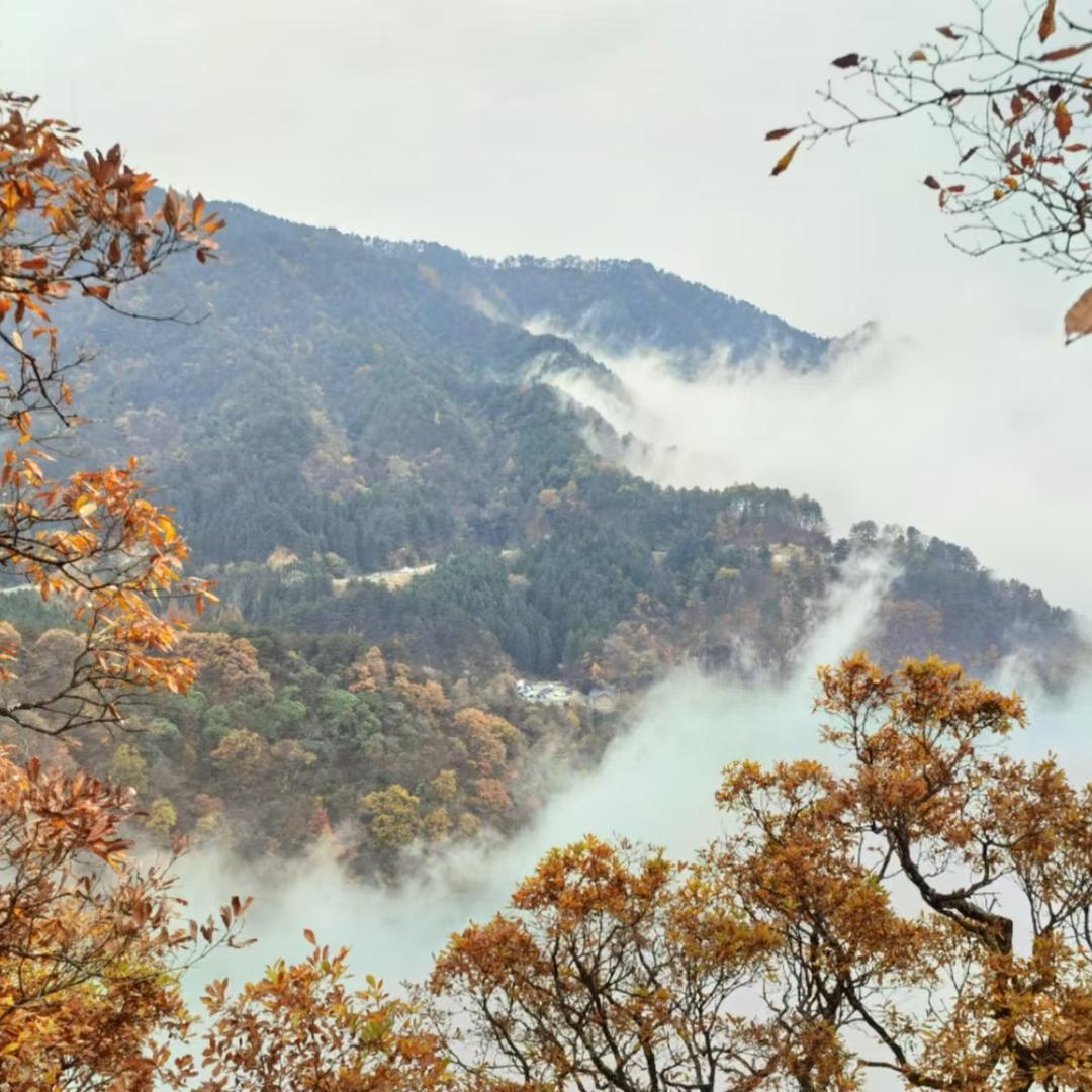 宋氏小乡村地锅鸡