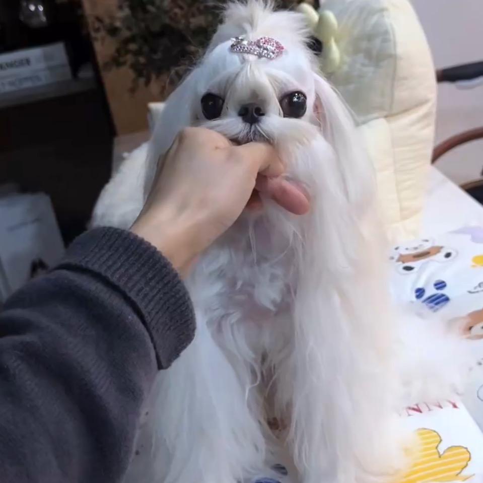 Li jun家马尔济斯