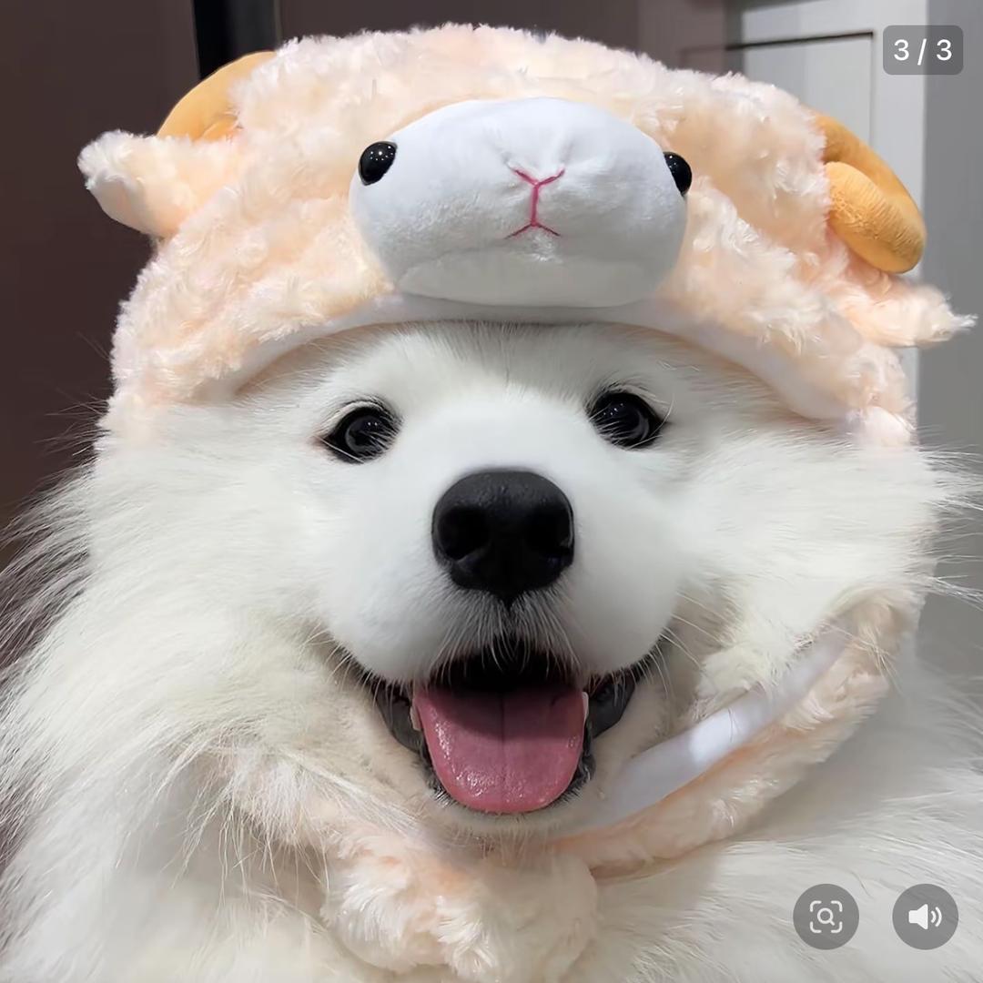 馨馨犬舍
