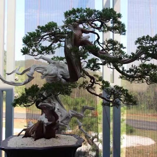 简代花木园艺
