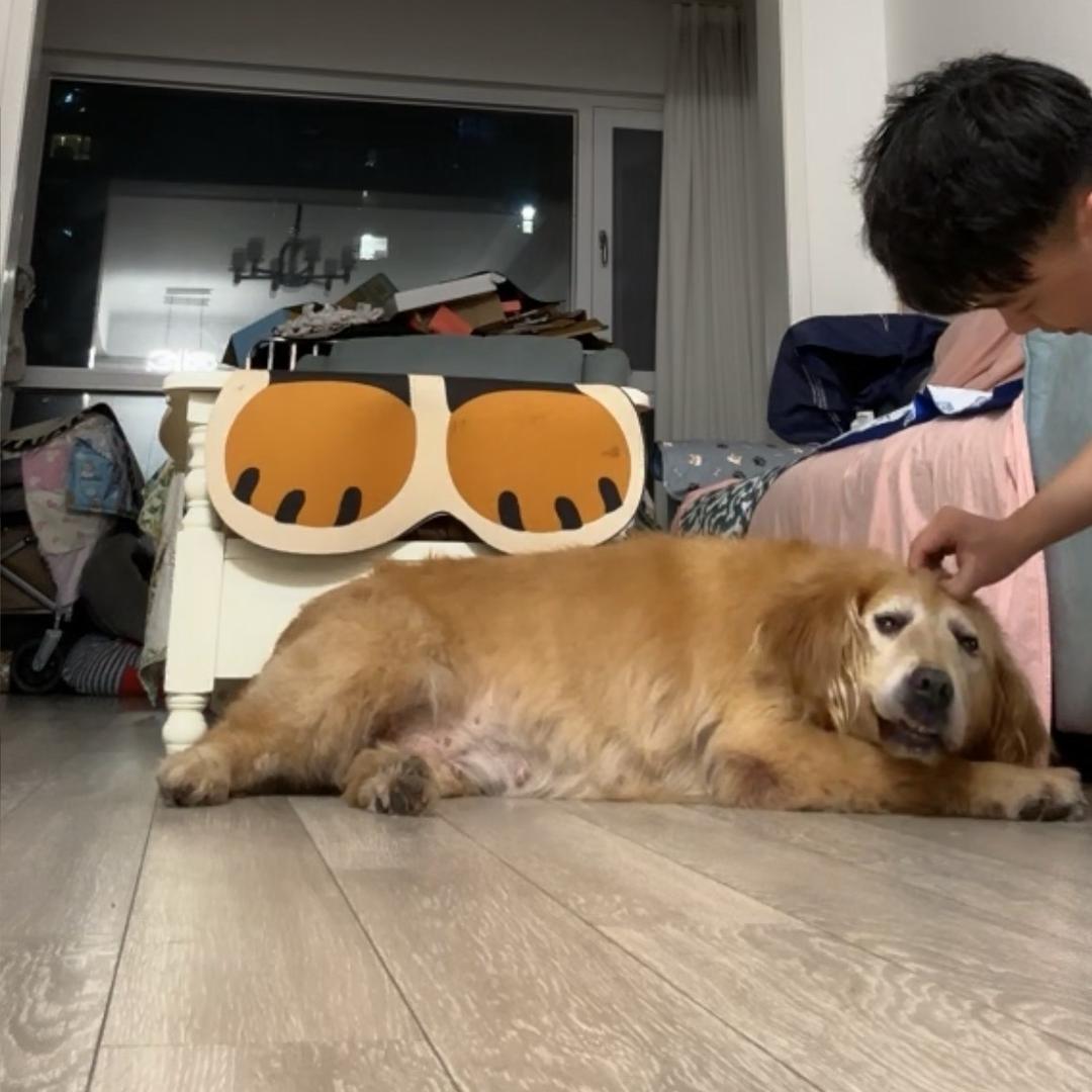 飞奔的宝儿猪。