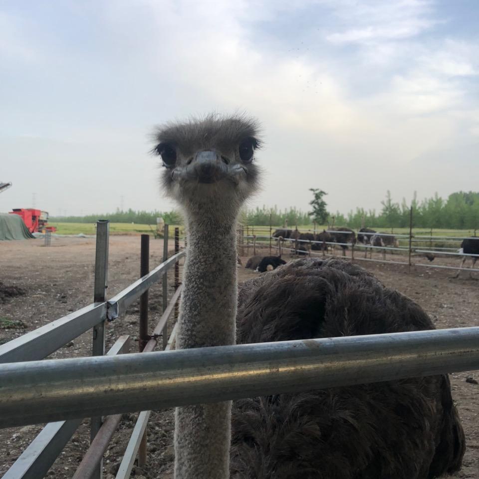 驻马店平玉县李屯镇鸵鸟基地