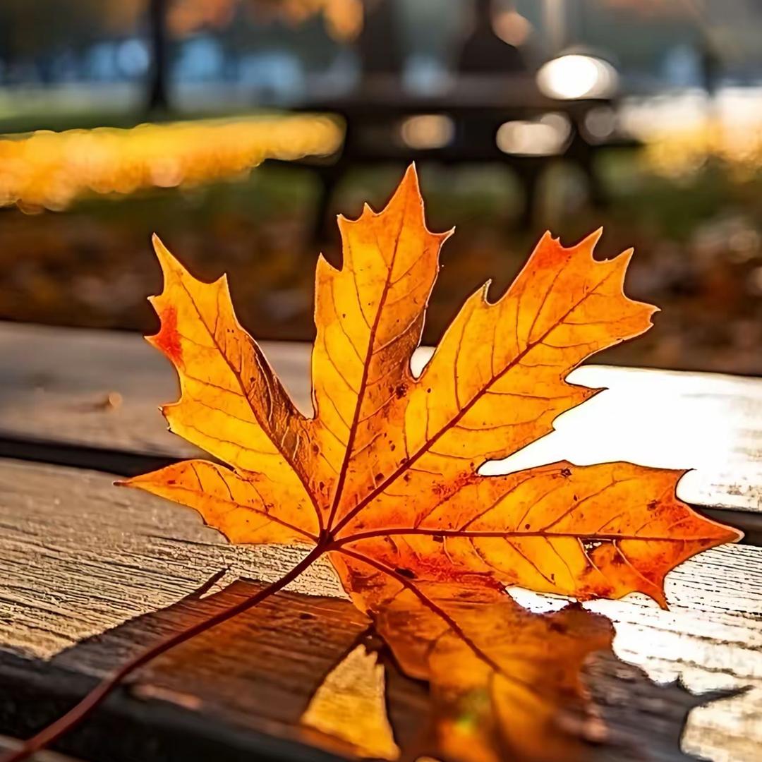 🍁༼木风༽༼口十༽༼正红༽🍁