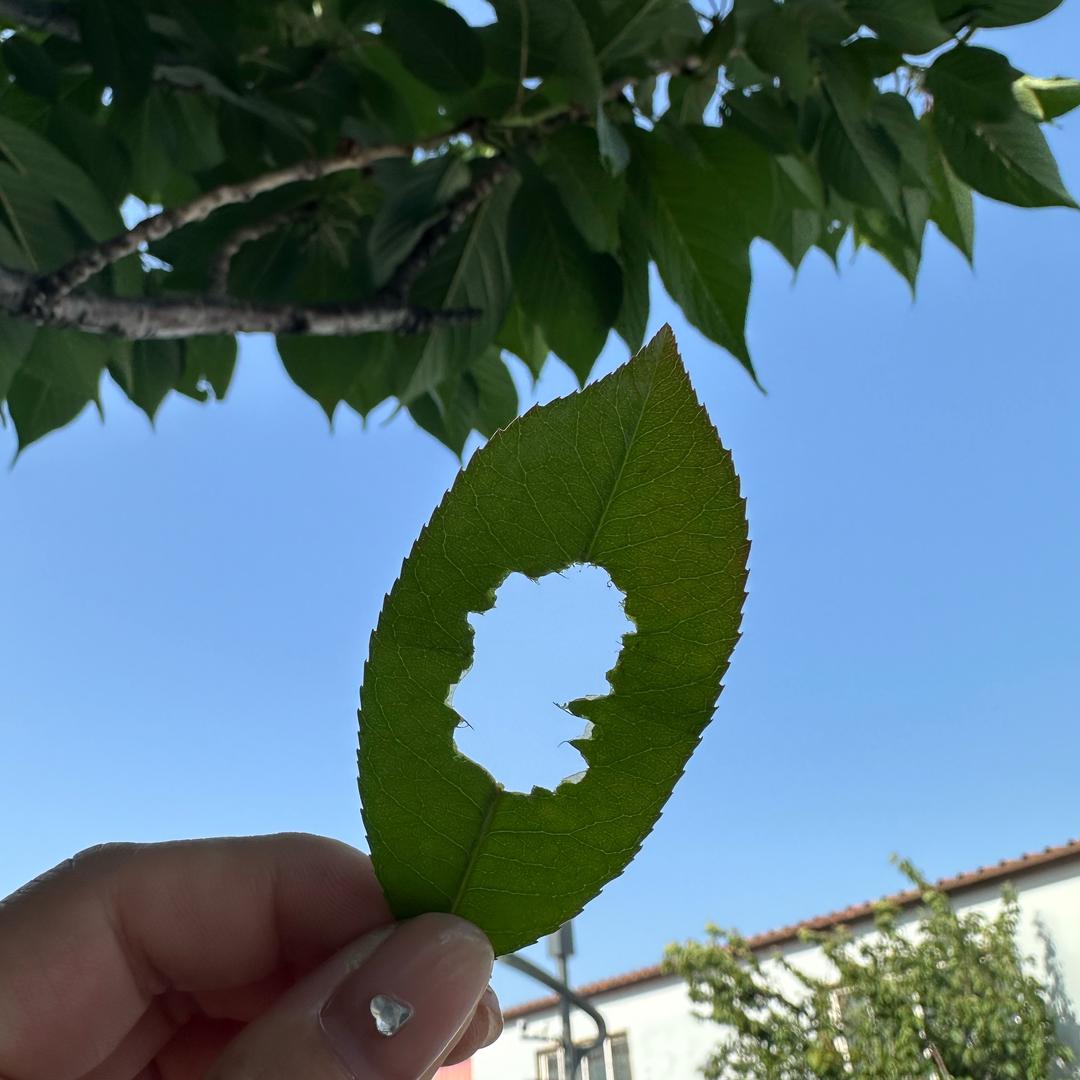 升学指导——森森老师