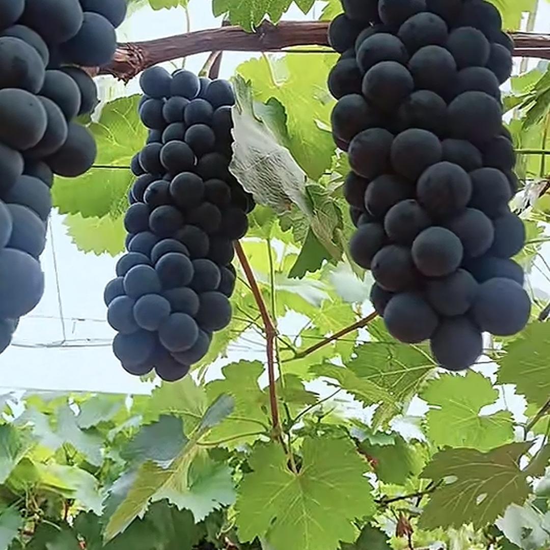 昆明，进口鱼蛋白液体肥