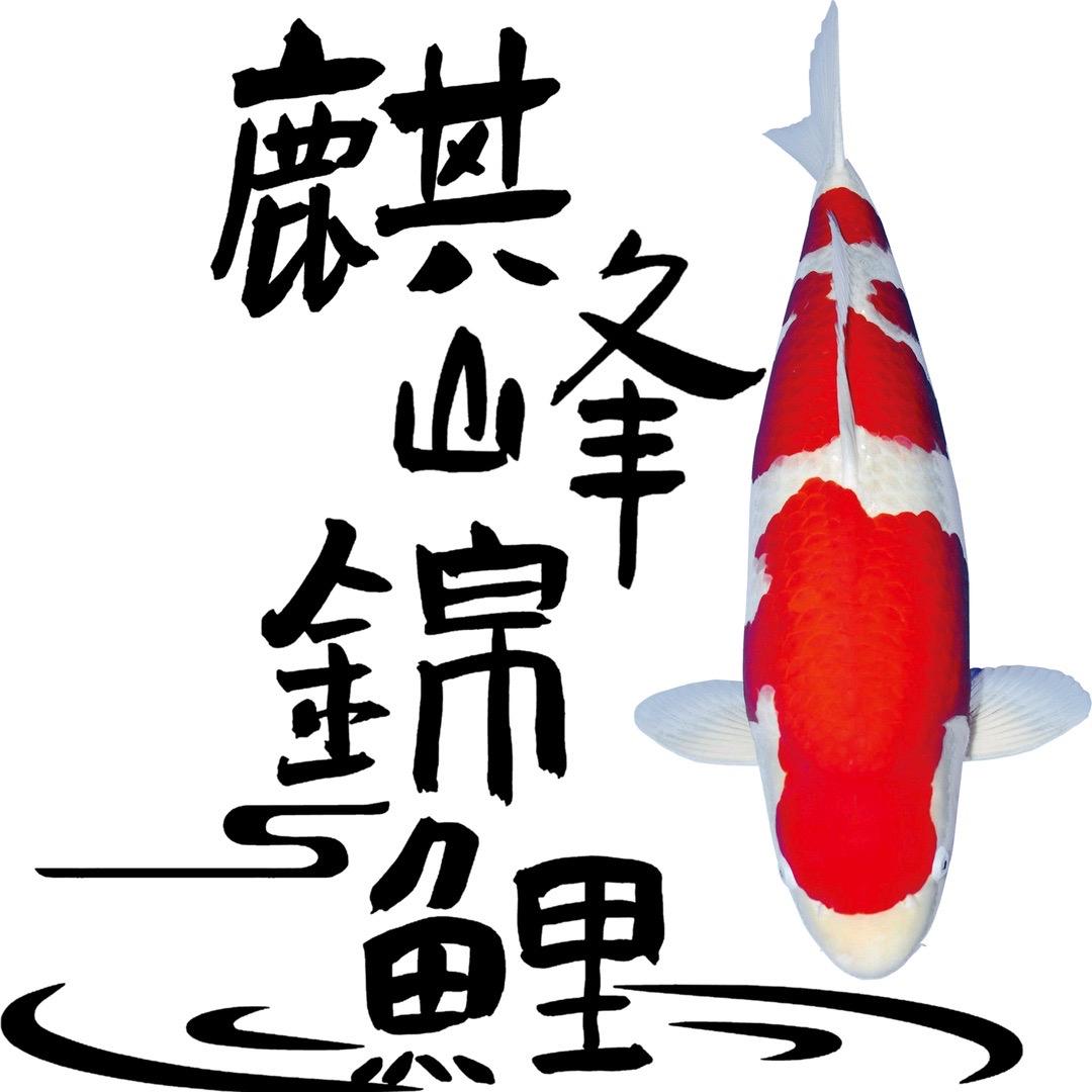 苏州麒峰锦鲤杨姐（选鱼私信）