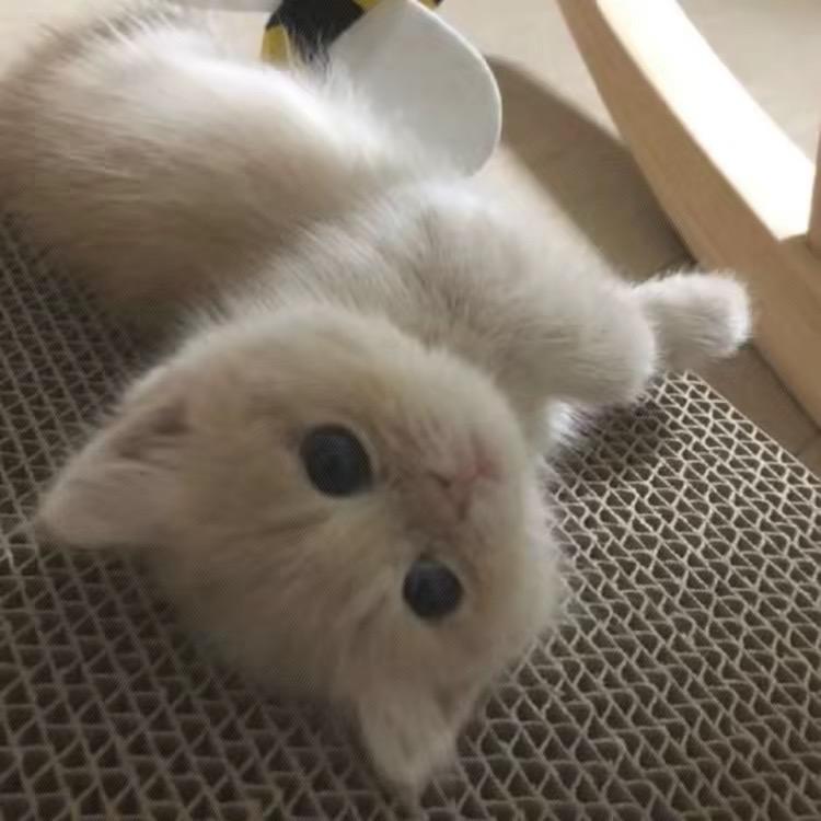 ㅤㅤㅤㅤㅤㅤㅤㅤ      ㅤㅤㅤㅤㅤㅤ