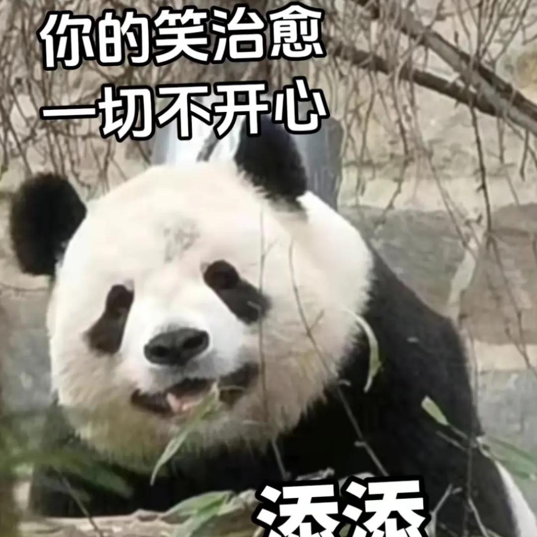 关注国宝大熊猫