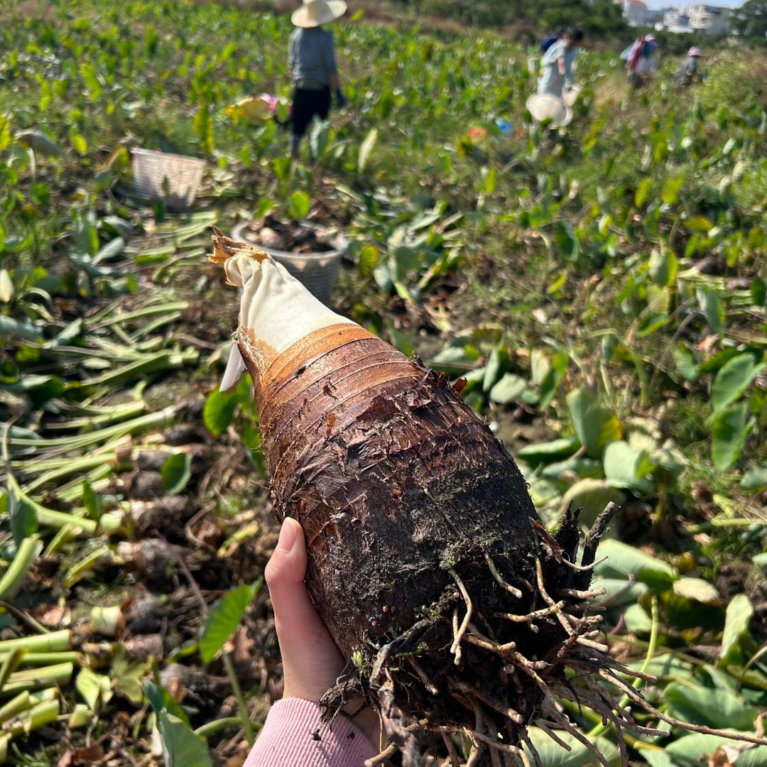 荔浦叁秋农产品