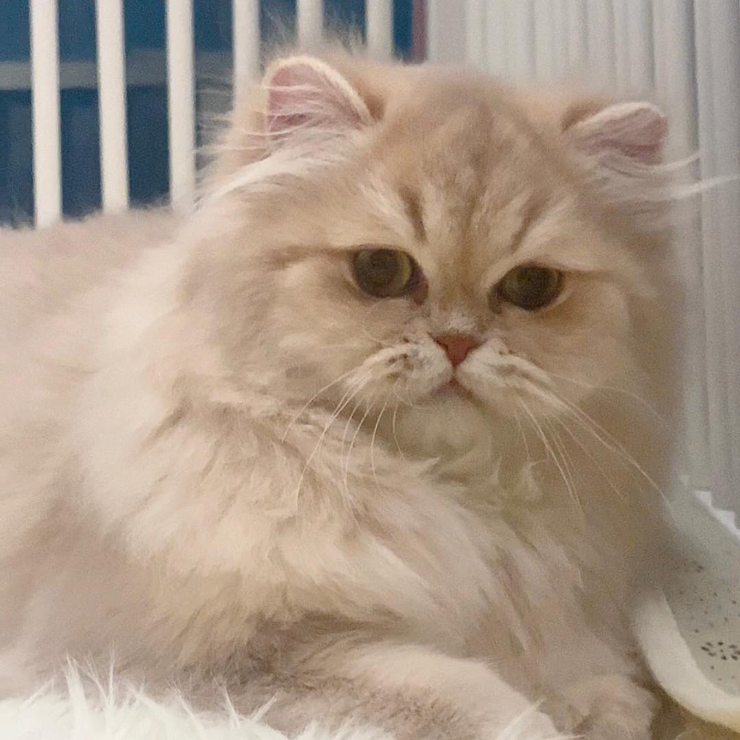 小鹿金苹果猫舍·稀有色渐层猫