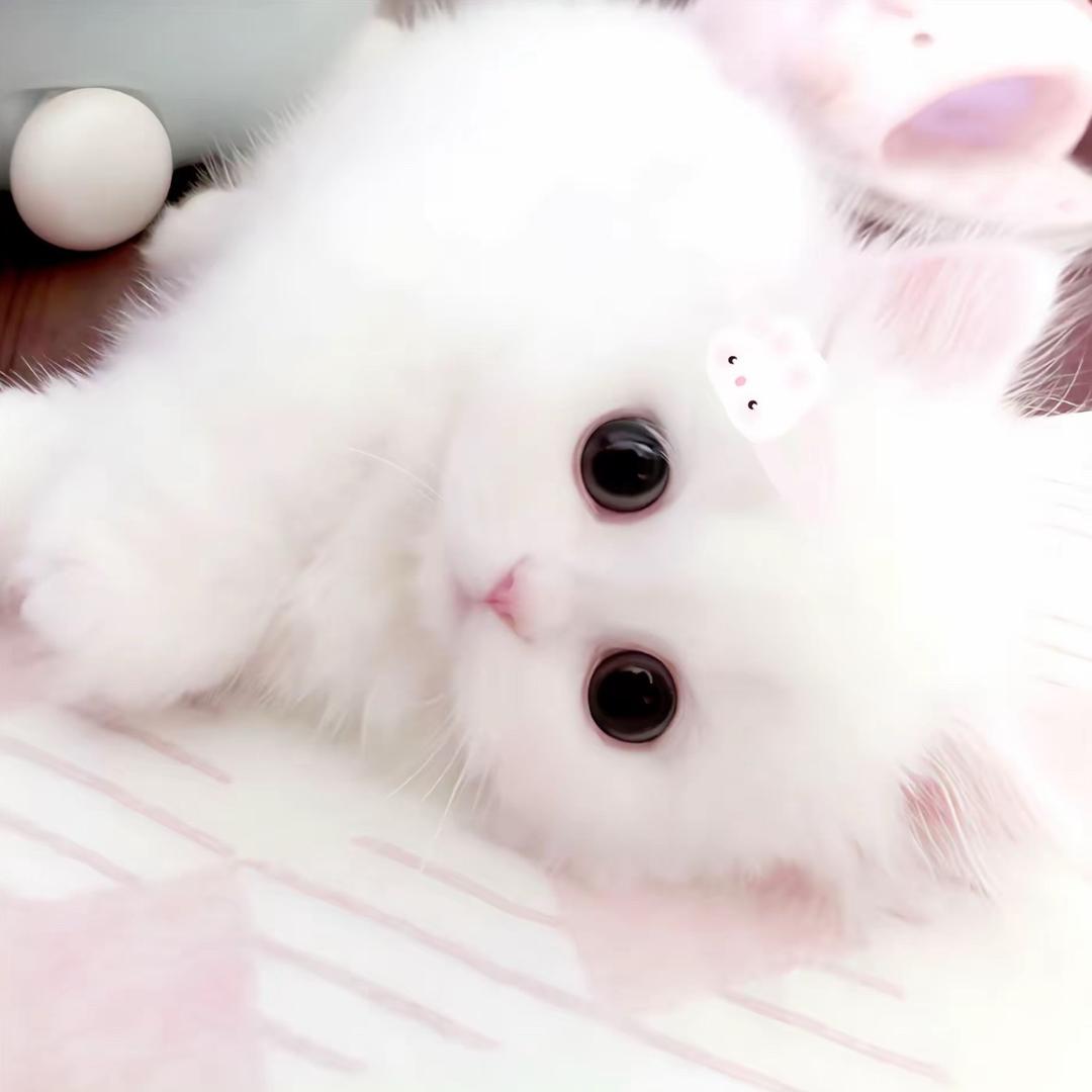 唉小佳