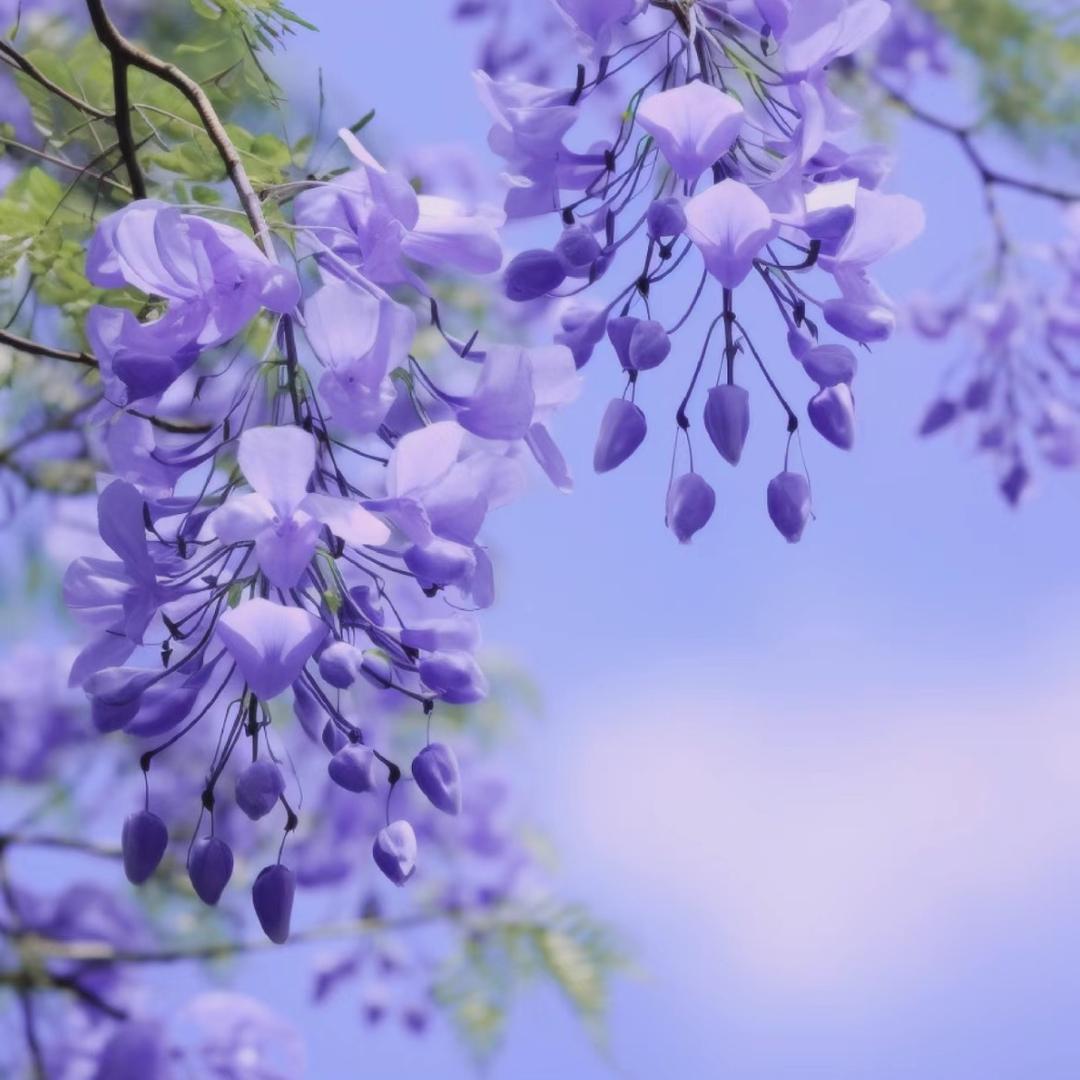 蓝花花