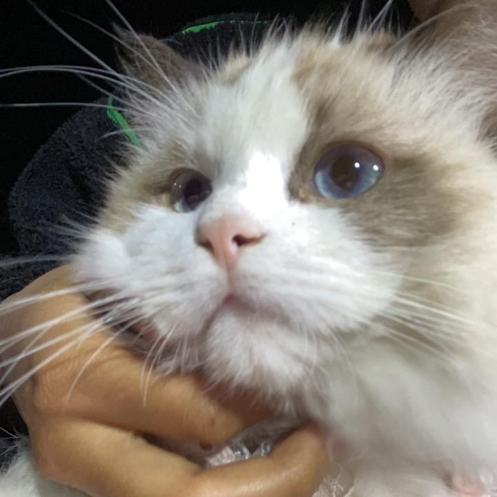 团子@