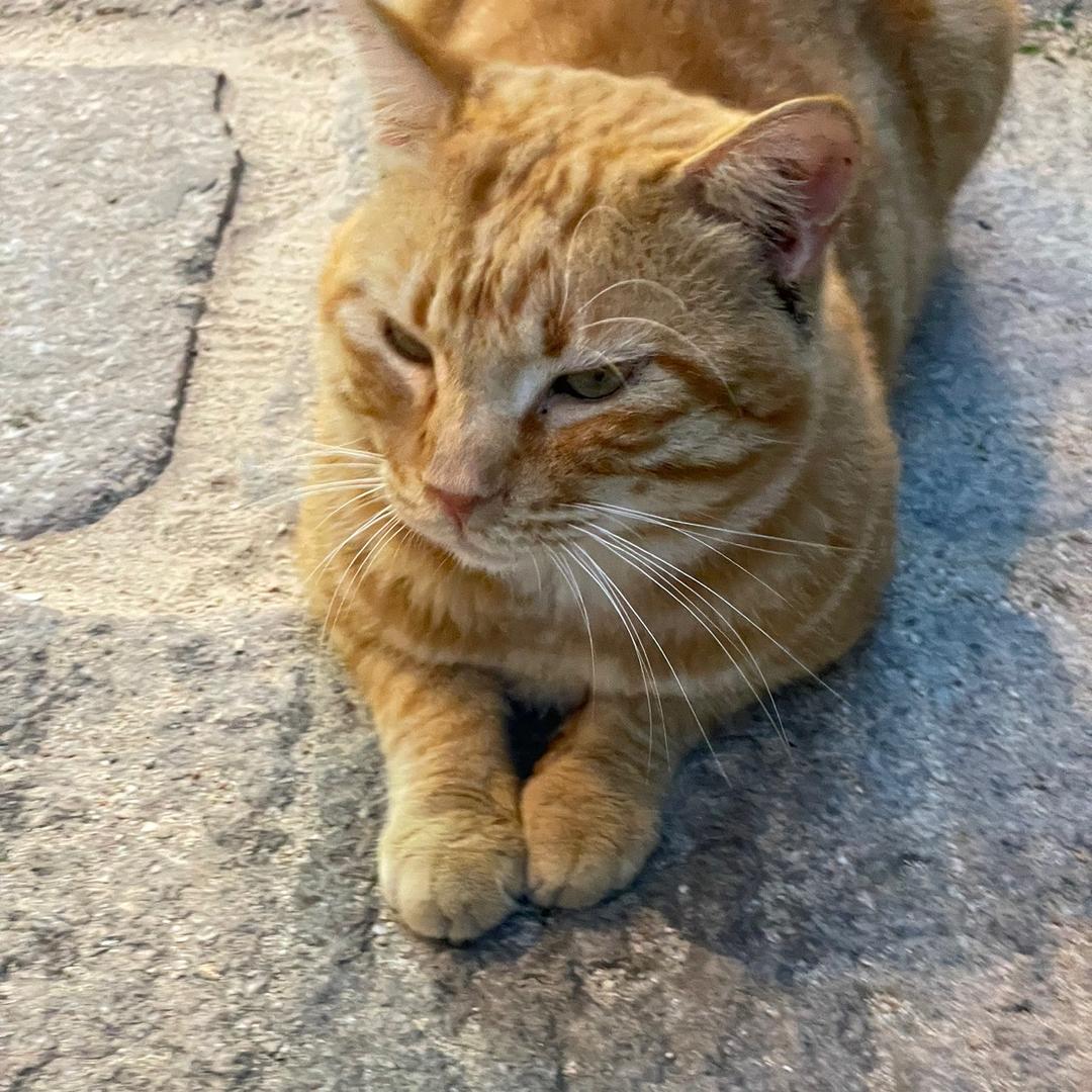 大尾巴的狮子🦁️