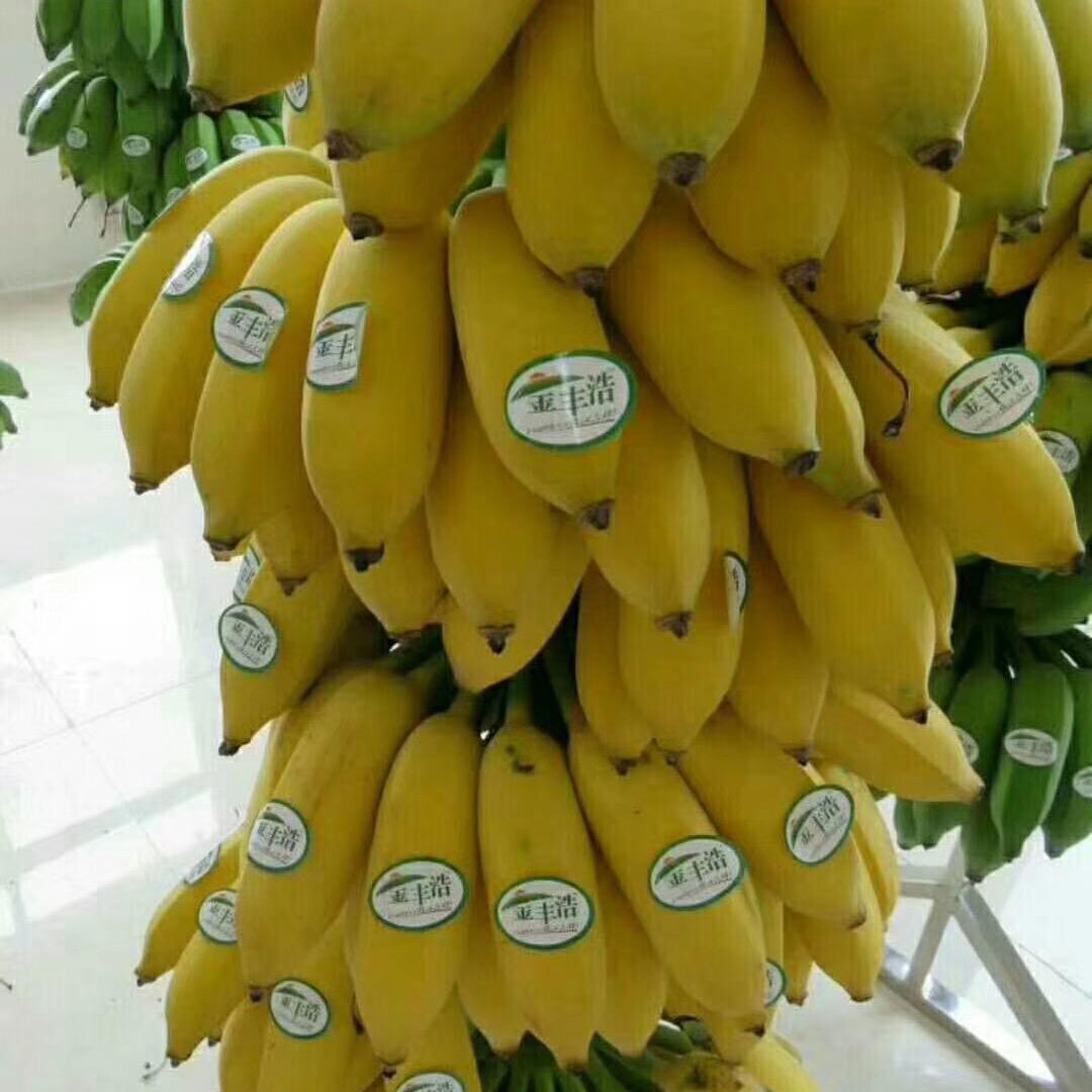 香蕉供应商36604076916