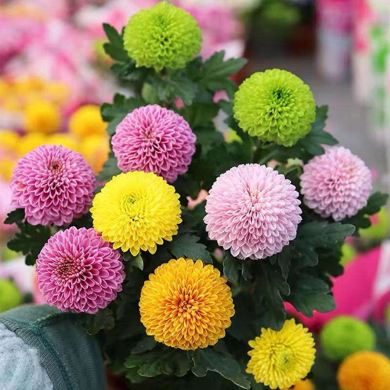 云南花卉园