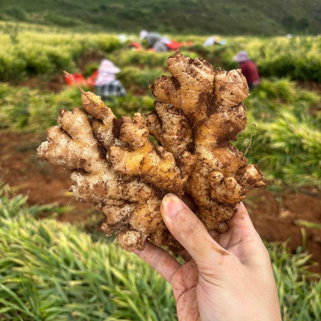 蒙自蝶乡果蔬经营部