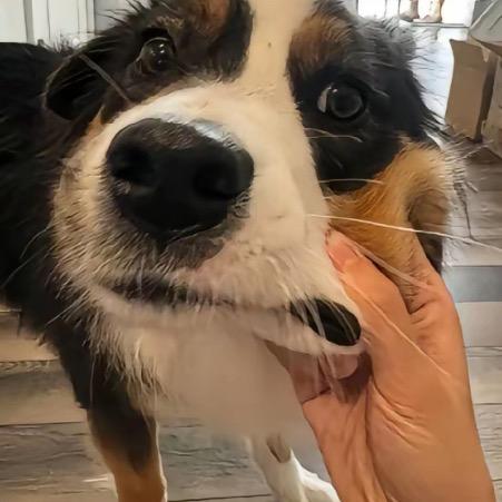 H．