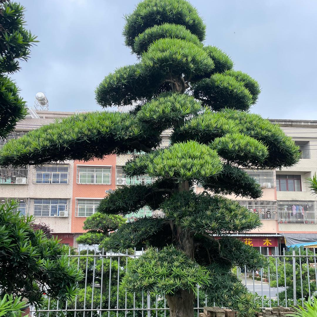 新阳东园艺