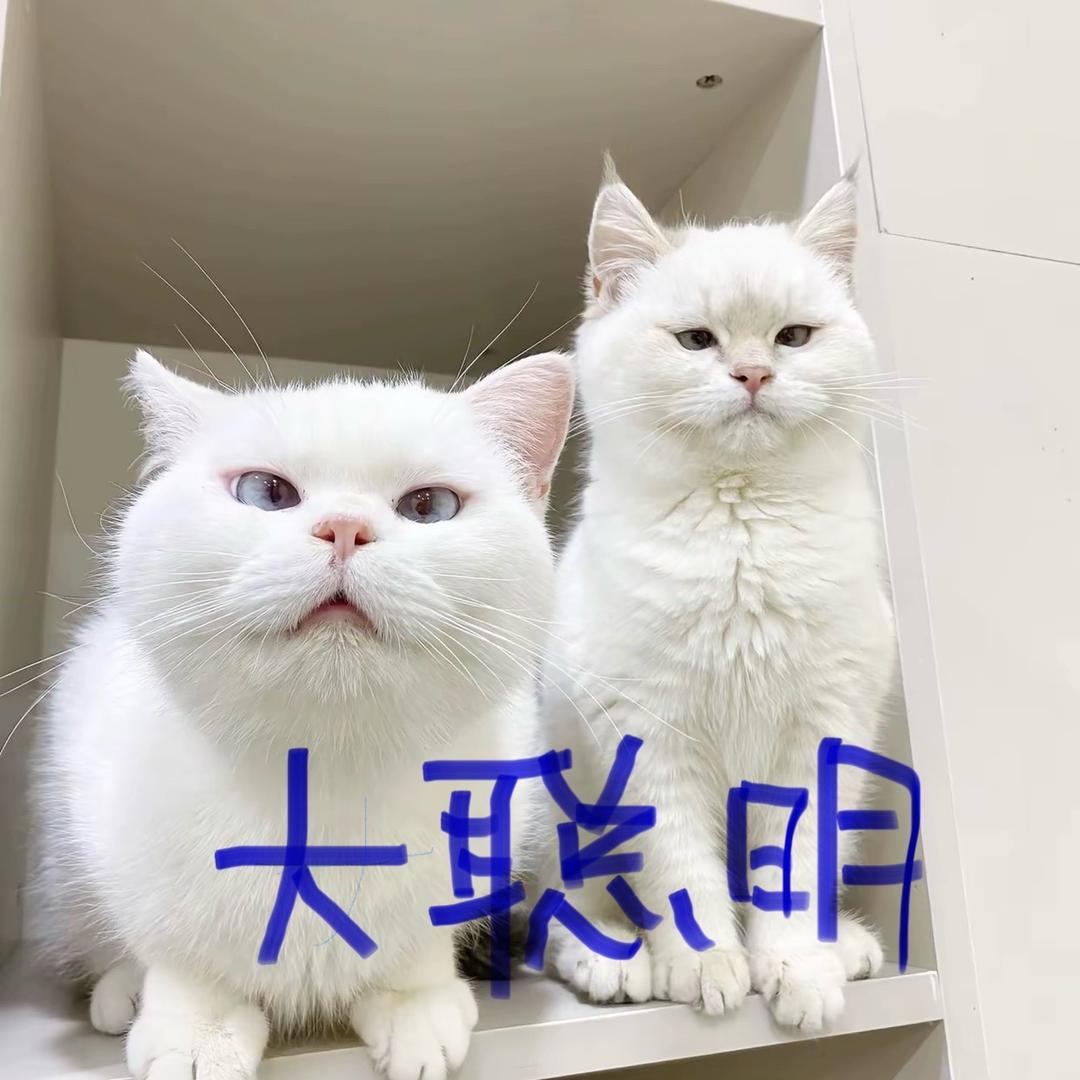 叽咕叽咕