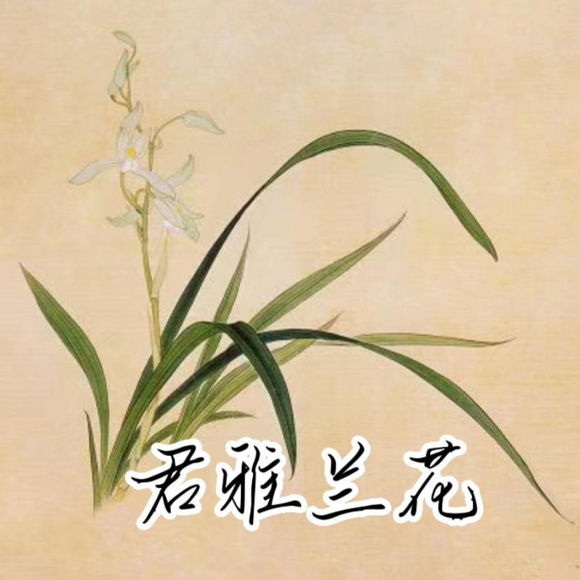 君雅兰花2