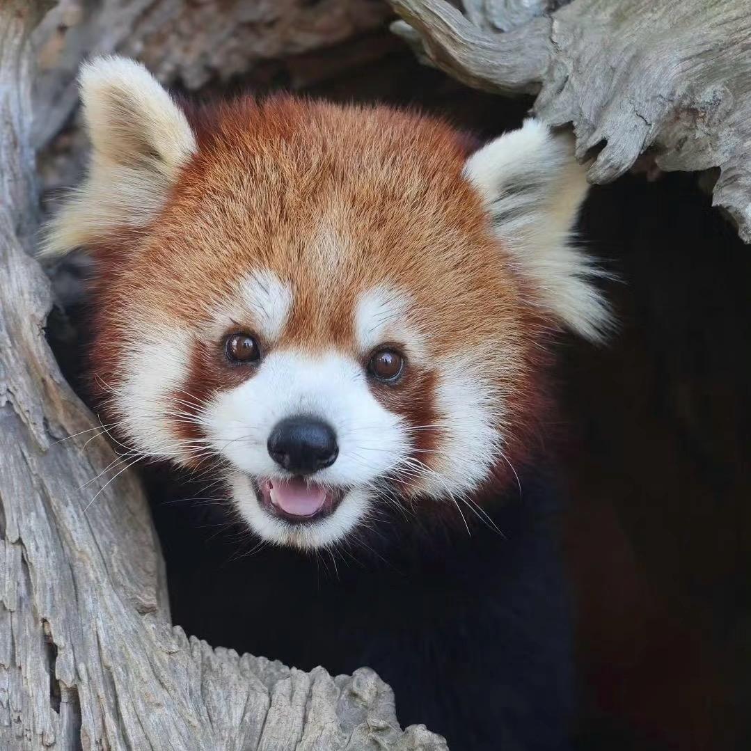 抽了一袋旺旺雪饼