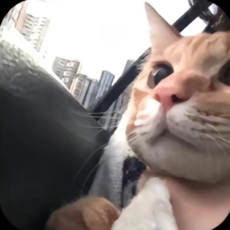 甜甜板栗