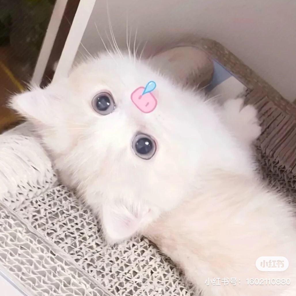 小球球