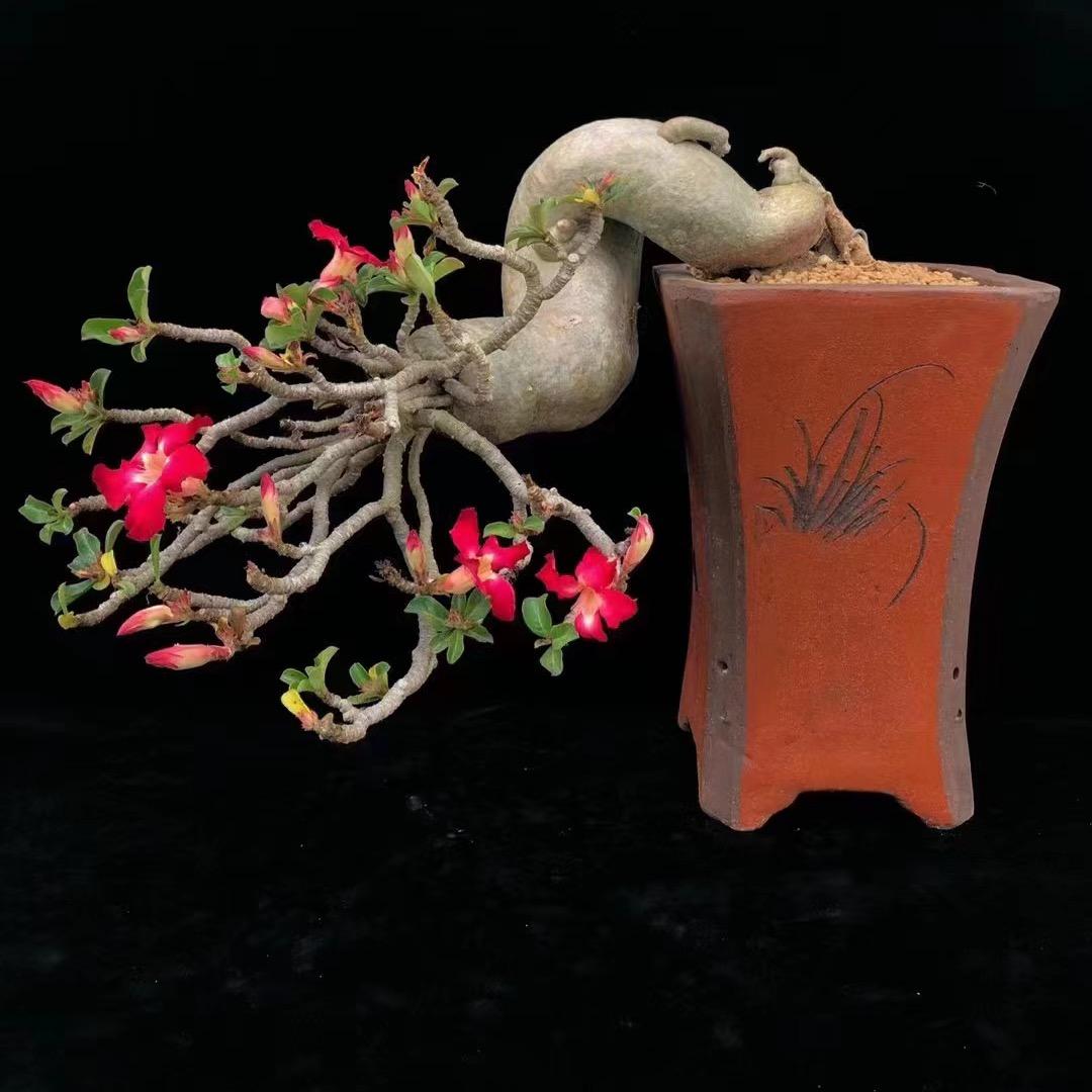 祯晴沙漠玫瑰花卉绿植