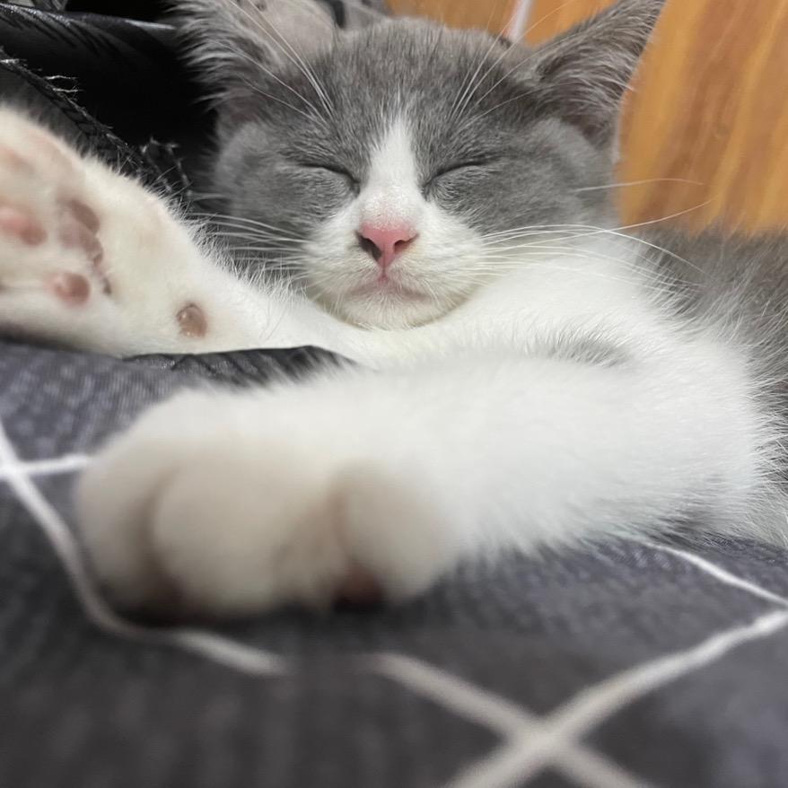 沫哥（峡谷老六）