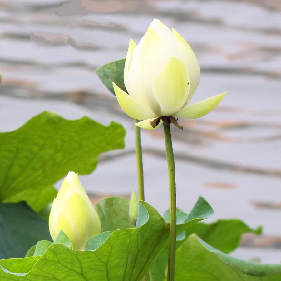 叶🌱子