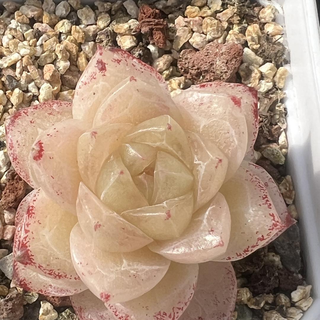 鹅鹅鹅多肉的头像