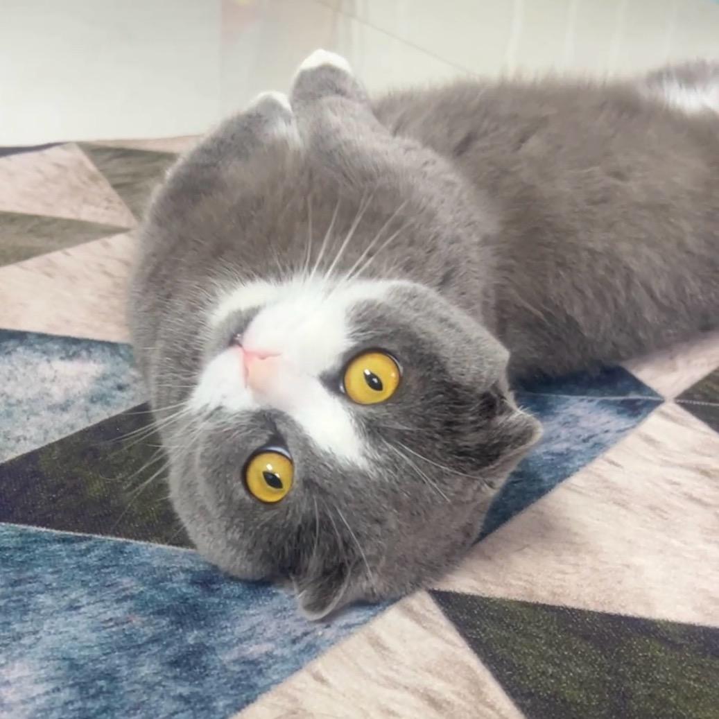 矮脚猫大宝