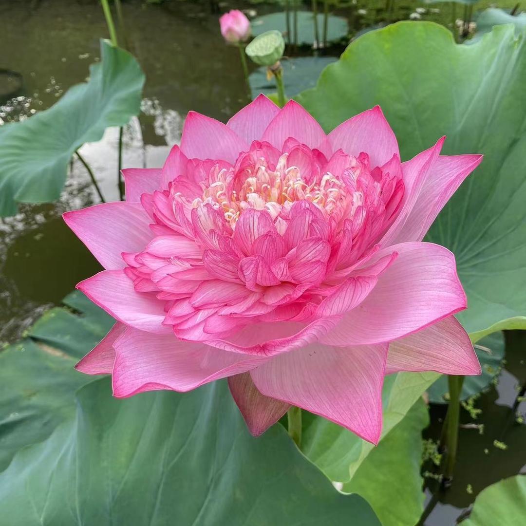 善缘（盛世家纺）