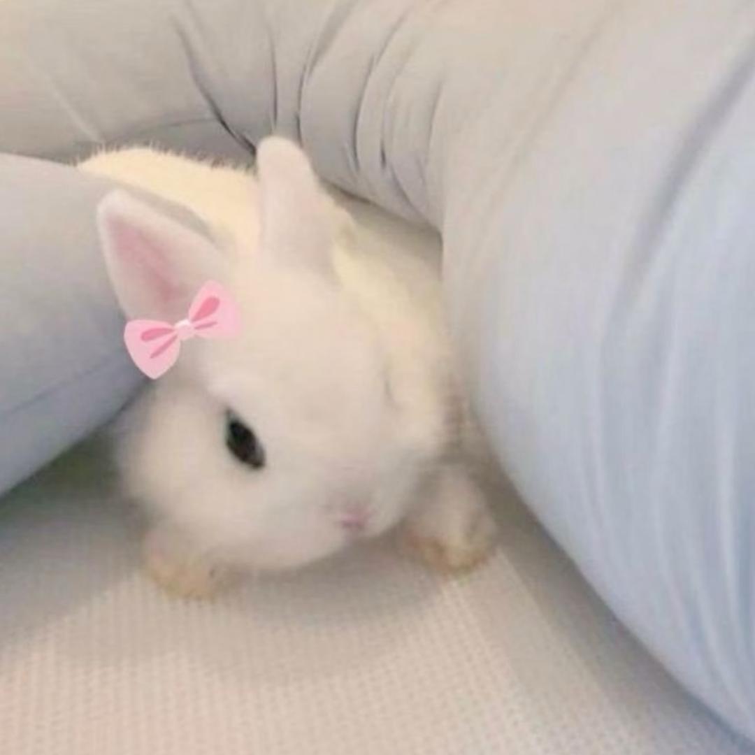 大菲