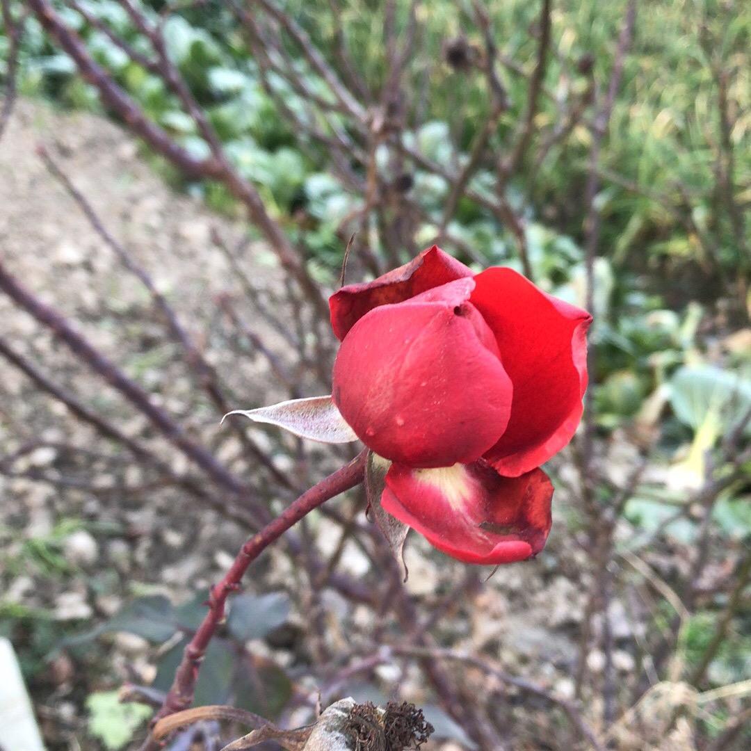 无忧草