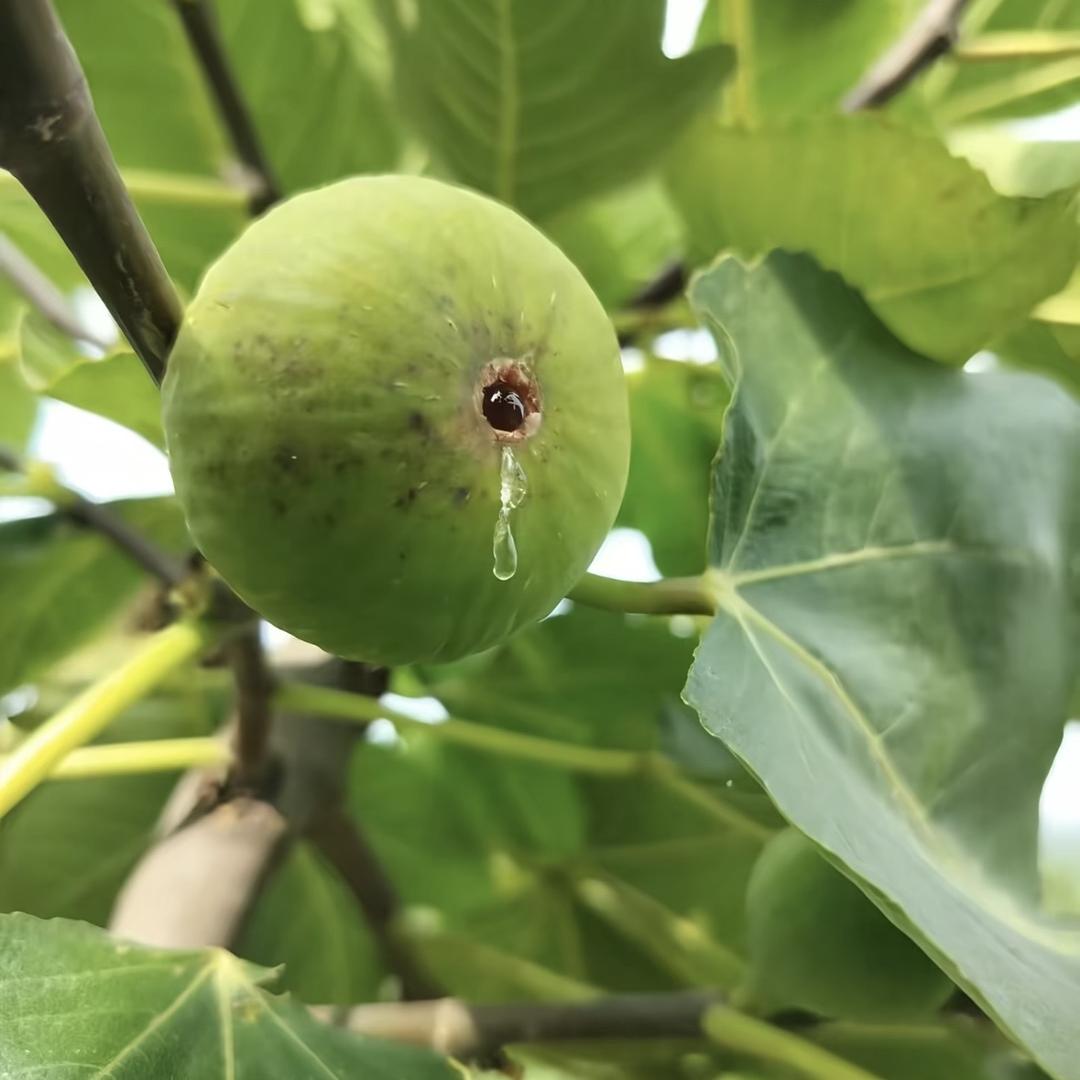 威海铭咏青皮无花果精选铺