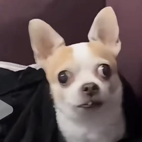 喝奶茶糕手