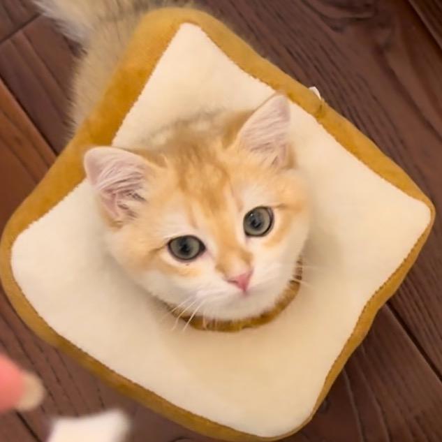 吐司小猫🍞